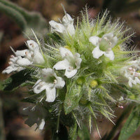 10 Graines Thymus mastichina, Thym résineux, Marjolaine sylvestre