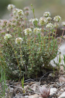 10 Graines Thymus baeticus, Thym bétique