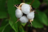 Graines de Coton Mexicain, Gossypium Hirsutum, Coton Pays