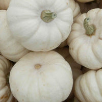 20 Graines de Courge Baby Boo, Cucurbita Pepo