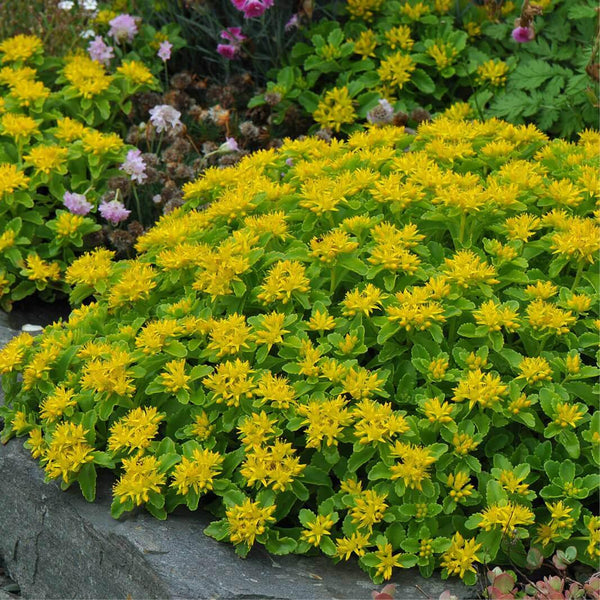 30 Graines Sedum aizoon