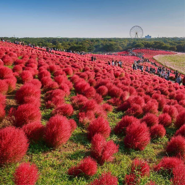 100 Graines Kochia scoparia, Buisson Ardent