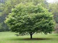 10 Graines de Charme de Caroline, Carpinus caroliniana