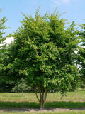 3 Graines de Charme de Caroline, Carpinus caroliniana