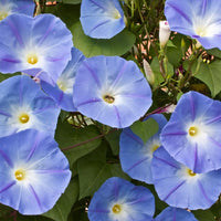 20 Graines Ipomoea Tricolor Heavenly Blue, Ipomée Bleue