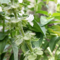 100 Graines de Basilic "Palla Compatto", Ocimum Basilicum