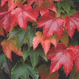 Graines de Vigne Vierge Japonaise, Parthenocissus Tricuspidata, Vigne-vierge à trois pointes