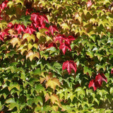 Graines de Vigne Vierge Japonaise, Parthenocissus Tricuspidata, Vigne-vierge à trois pointes