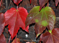 Graines de Vigne Vierge Japonaise, Parthenocissus Tricuspidata, Vigne-vierge à trois pointes