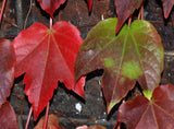 Graines de Vigne Vierge Japonaise, Parthenocissus Tricuspidata, Vigne-vierge à trois pointes