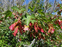 Graines de Acer glabrum, Érable nain