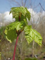 Graines de Acer glabrum, Érable nain