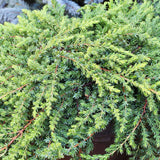 7 Graines de Genévrier de Chine, Juniperus chinensis