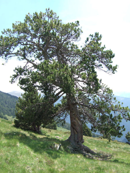 Graines Pinus Uncinata, Pin à Crochets