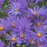 Graines de Aster Amellus "Rudolf goethe", Aster d'Italie