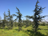 10 Graines de Cèdre de Chypre, Cedrus brevifolia