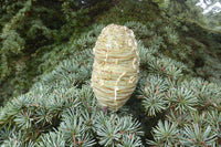 10 Graines de Cèdre de Chypre, Cedrus brevifolia