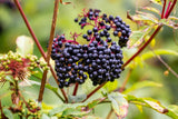 20 Graines Sureau Noir Sambucus Nigra Elderberry / Fekete