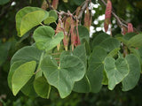 10 Graines Arbre de Judée, Cercis siliquastrum, Gainier silicastre