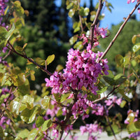 10 Graines Arbre de Judée, Cercis siliquastrum, Gainier silicastre