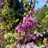 10 Graines Arbre de Judée, Cercis siliquastrum, Gainier silicastre