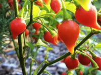 25 Graines de Piment Chupetinha 'Biquinho'