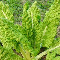 100 Graines de Poirée Lucullus, Beta vulgaris subsp. cicla var. flavescens