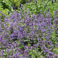 50 Graines de Menthe des Chats, Nepeta Racemosa