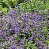 50 Graines de Menthe des Chats, Nepeta Racemosa