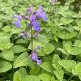 100 Graines de Menthe des Chats, Nepeta Racemosa