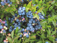 10 Graines de Vaccinium Angustifolium, Bleuet à feuilles étroites