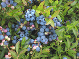 10 Graines de Vaccinium Angustifolium, Bleuet à feuilles étroites