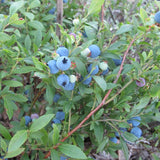 10 Graines de Vaccinium Angustifolium, Bleuet à feuilles étroites