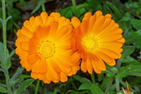 10 Graines de Souci officinal, Calendula officinalis, Souci Orange, Souci des Jardins