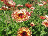 10 Graines de Souci "Touch of Red Buff", Calendula Officinalis