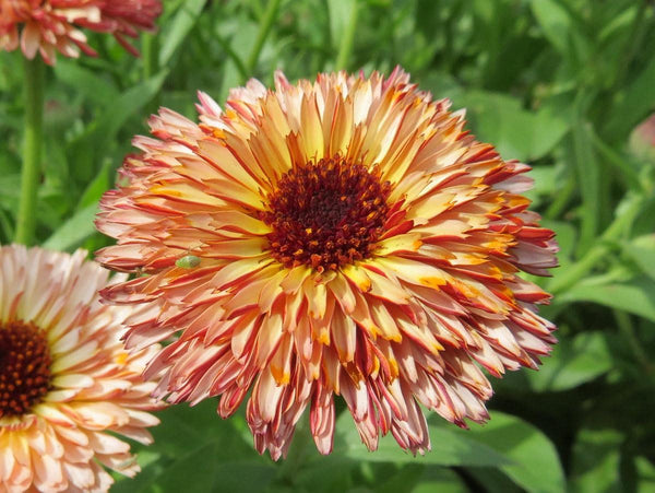 10 Graines de Souci "Touch of Red Buff", Calendula Officinalis