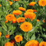 10 Graines de Souci Nain, Calendula Officinalis Gitana