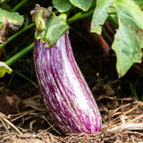 20 Graines de Aubergine "Listada de Gandia", Solanum Melongena