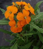 10 Graines Erysimum allionii "x marshallii", Erysimum des murailles