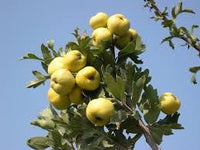 Graines Crataegus azarolus, Azérolier