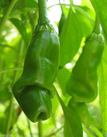 20 Graines de Piment, Peter Red Chili, Poivre de Pénis, Peter Pepper, Capsicum Annuum