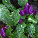 20 Graines de Petit Piment Bleu, Capsicum Annuum Dwarf Little Blue