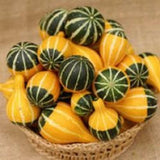 20 Graines de Citrouille Koshare, Cucurbita Pepo