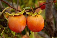 Graines de Plaqueminier de Virginie, Diospyros Virginiana