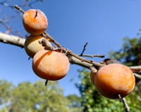 Graines de Plaqueminier de Virginie, Diospyros Virginiana