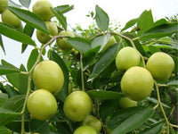 Graines de Ziziphus mauritiana, Jujube indien, Prune indienne, Datte chinoise, Pomme chinoise