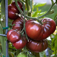 25 Graines de Tomate Brandywine Noire, Solanum lycopersicum