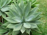 Graines de Agave Attenuata, Cou de Cygne, Queue de Renard