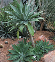 Graines de Agave Attenuata, Cou de Cygne, Queue de Renard