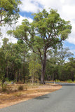 Graines Eucalyptus Marginata, Jarrah